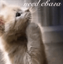 a cat is scratching its back with the words need cbaza written below it