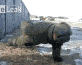 a man is doing push ups in front of a sign that says " e leak "