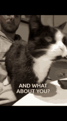Cats And What About You GIF - Cats And What About You Kitten GIFs
