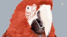Bird Parrot GIF - Bird Parrot Birds GIFs