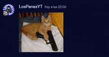 a picture of a kitten laying on a towel next to a gun with the time 22:05