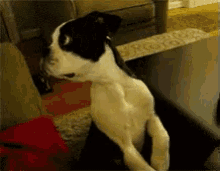 Wth GIF - Dogs Puppy Shocked GIFs