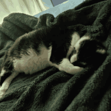 Cat Sleeping GIF - Cat Sleeping Tired GIFs