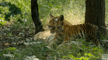 rawr roar baby tiger tiger tigers