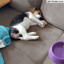 Puppy Pets GIF - Puppy Pets Excited GIFs