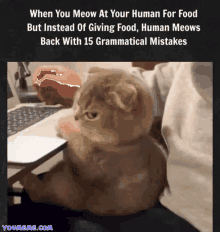 Meme Youmeme GIF - Meme Youmeme Cat GIFs