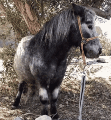 Horse Pony GIF - Horse Pony Mini Horse GIFs