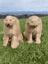 Windy Dog GIF - Windy Dog Vro GIFs