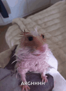 a hamster is sitting on a person 's lap and says arghhhh on the bottom