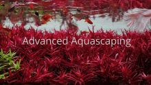 Aquascape Aquarium GIF - Aquascape Aquarium Fish GIFs