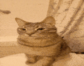 a cat is sitting on a toilet in front of a bathtub
