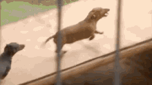Lion Dogs GIF - Lion Dogs Animals Playing GIFs
