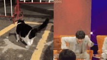 a black and white cat is walking on a street next to a man sitting in a chair