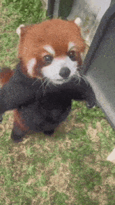 Red Panda Eat GIF - Red Panda Panda Eat GIFs