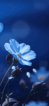 a close up of a blue flower with a dark blue background