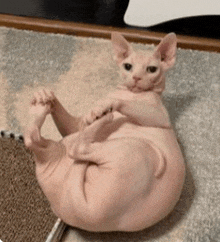 a hairless cat is sitting on its back on a rug .