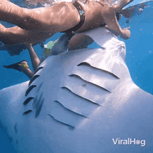 snorkeling with manta manta ray viralhog swimming with manta ray manta ray swimming in the ocean