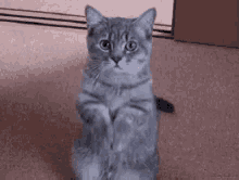 Please Begging GIF - Please Begging Cat GIFs