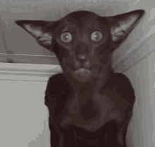 Cursed Cat GIF - Cursed Cat Black Cat GIFs