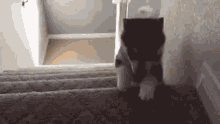 Cat Explosion GIF - Cat Explosion Stairs GIFs