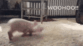 a small pink pig is walking on a white rug in a living room .