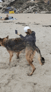 a woman taking a picture of a dog on a beach