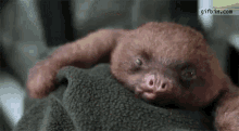 Funny Animals Baby Sloth GIF - Funny Animals Baby Sloth Tounge Out GIFs