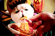 Halloween GIF - Pumpkin Cat Cats GIFs