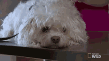 Sad Puppy Is Sad GIF - Sad Pout Puppy GIFs