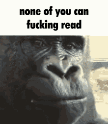 None Of You Can Fucking Read Gorilla GIF - None Of You Can Fucking Read Fucking Read Gorilla GIFs