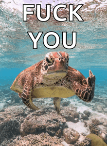 a sea turtle giving the middle finger with the words fuck you written above it