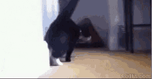 Cat Pose GIF - Cat Pose Silly GIFs