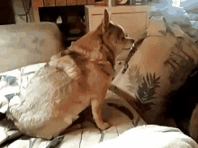 a dog is sitting on a couch with a pillow on it