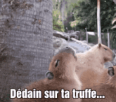 a picture of two capybaras with the caption " dedain sur ta truffe " on the bottom