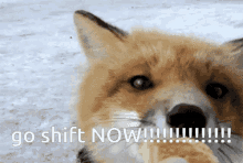 Roter Fuchs GIF - Roter Fuchs GIFs