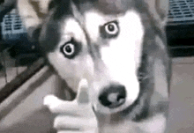 a husky dog is making a funny face and pointing at the camera .