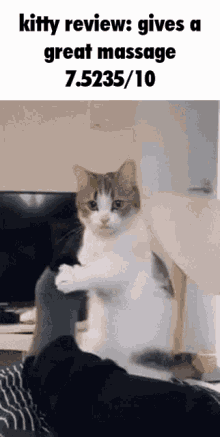 Kitty Review Cat GIF - Kitty Review Cat Kitten GIFs