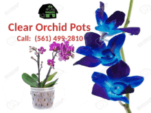 pot orchid