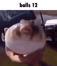 Cat Balls GIF