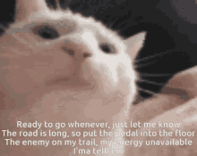Ready To Go Whenever You Get Me Know Enemy GIF - Ready To Go Whenever You Get Me Know Enemy Cat GIFs