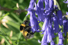 Common Bluebell Native To Uk GIF - Common Bluebell Native To Uk GIFs