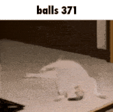 a white cat is laying on the floor with the words balls 371 above it