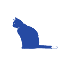 lito miel gato azul gato cola de gato cat
