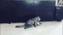 Peabody Cat1 GIF - Peabody Cat1 Cat2 GIFs