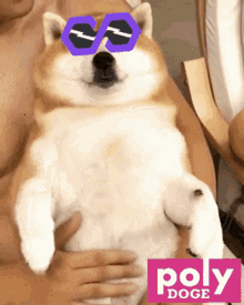 Polydoge Pdoge GIF - Polydoge Pdoge Memecoin GIFs