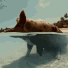 Pig In GIF - Pig In Water GIFs