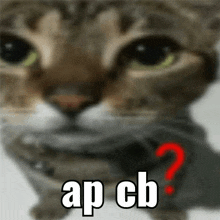 a blurred image of a cat with the words ap cb on it