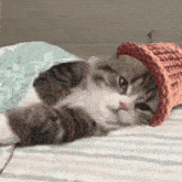 Cat Wif GIF - Cat Wif Hat GIFs