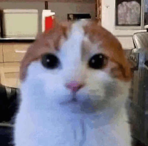 Funny Cat GIF - Funny Cat Cute - Discover & Share GIFs