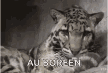 Clouded Leopard Big Cats GIF - Clouded Leopard Big Cats Yawn GIFs